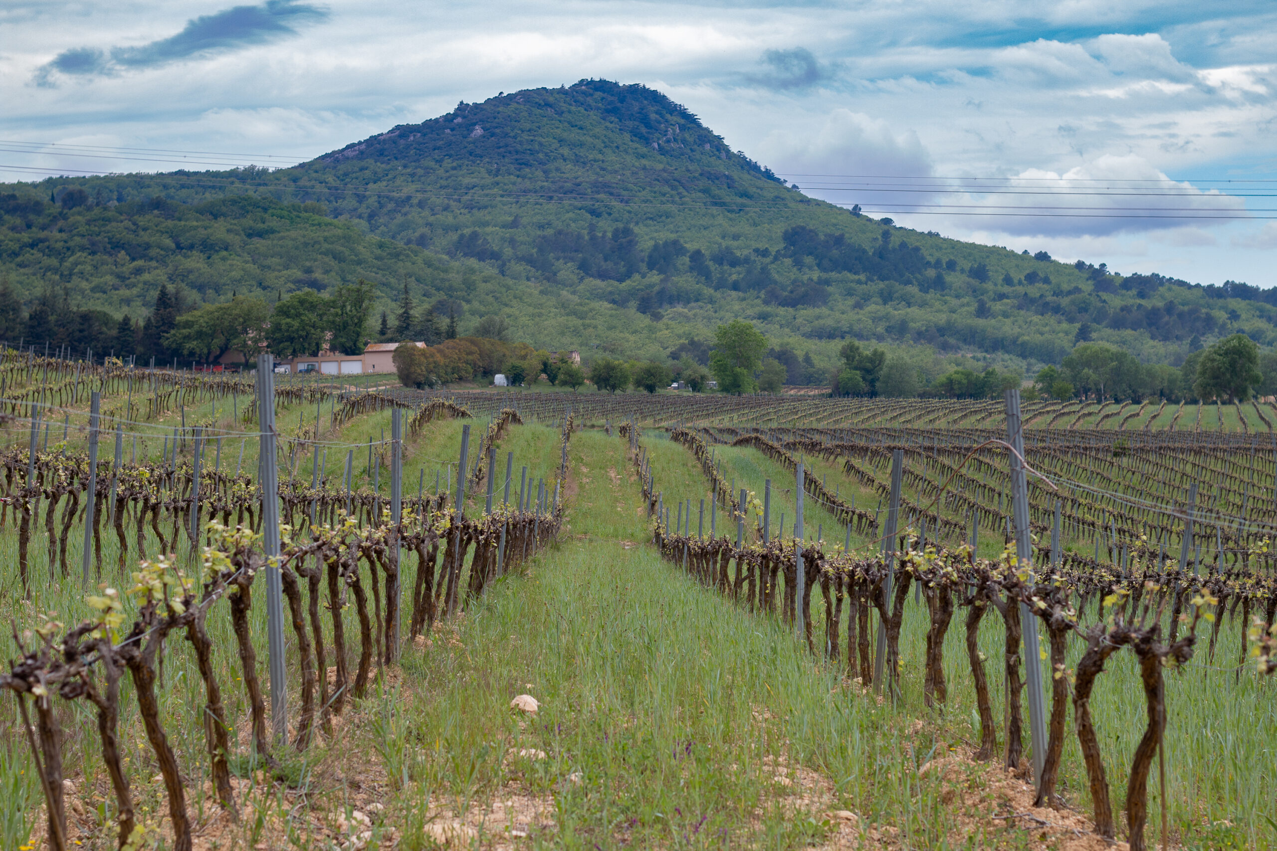 Faire du vin à l’heure du réchauffement climatique