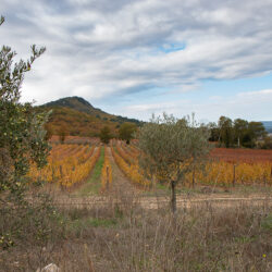 Biodiversité au domaine de la Mongestine