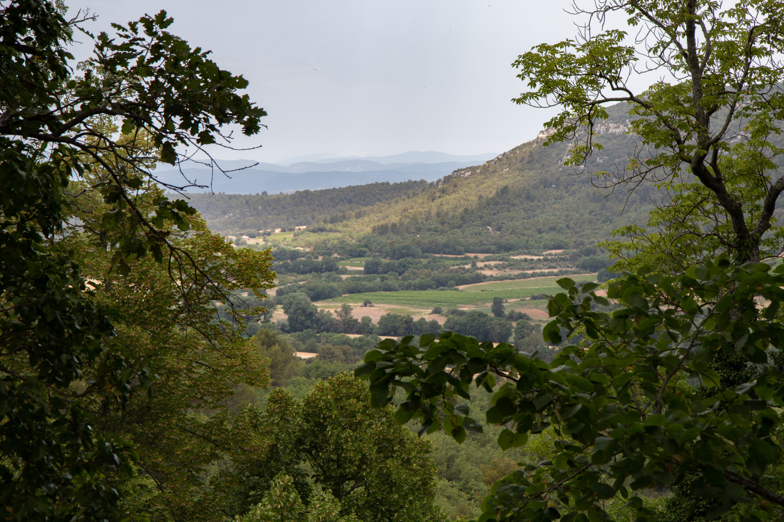 Vue du Ventoux depuis Artigues