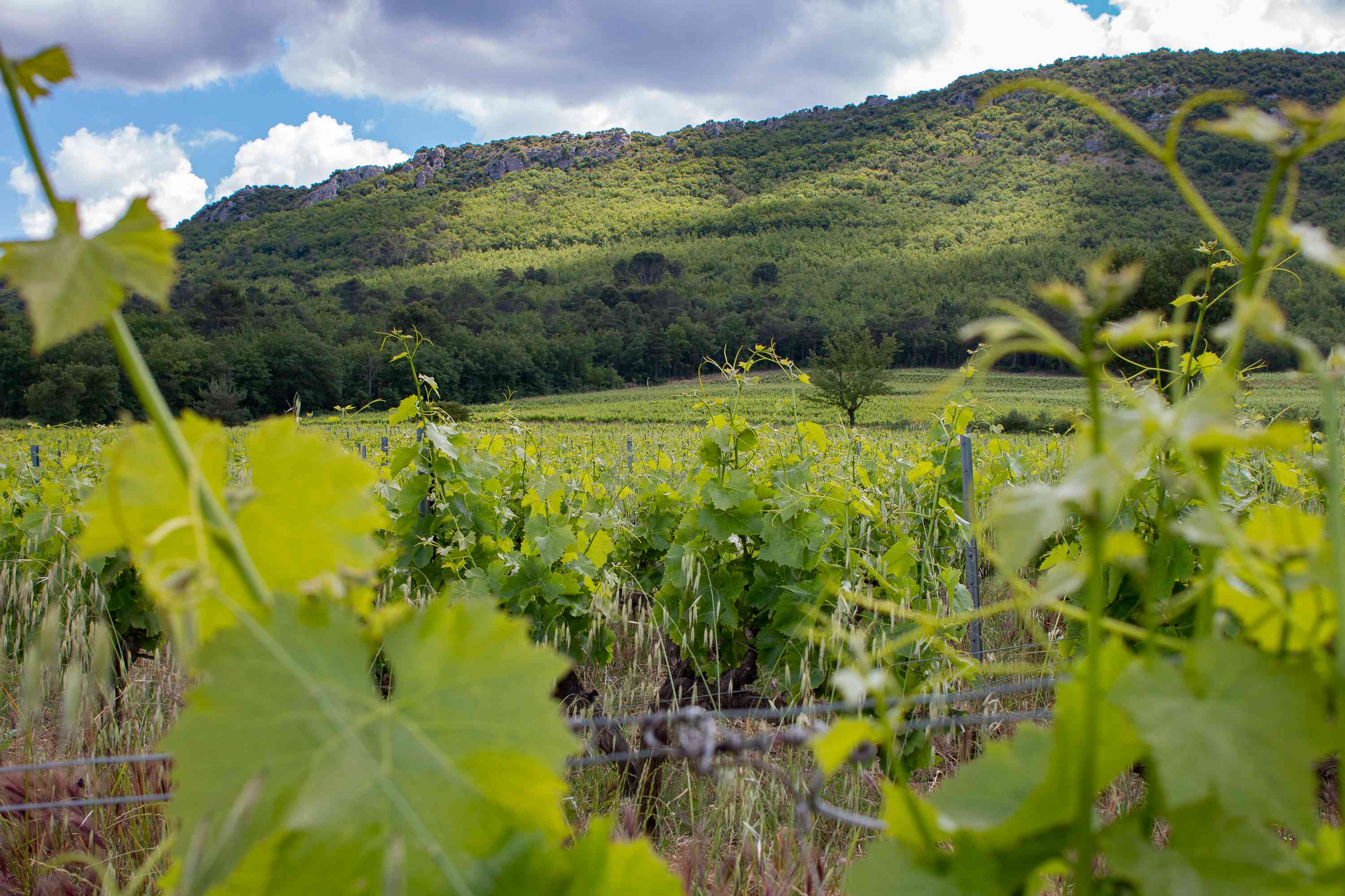 La Provence Verte porte bien son nom au domaine de la Mongestine / Sols vivants