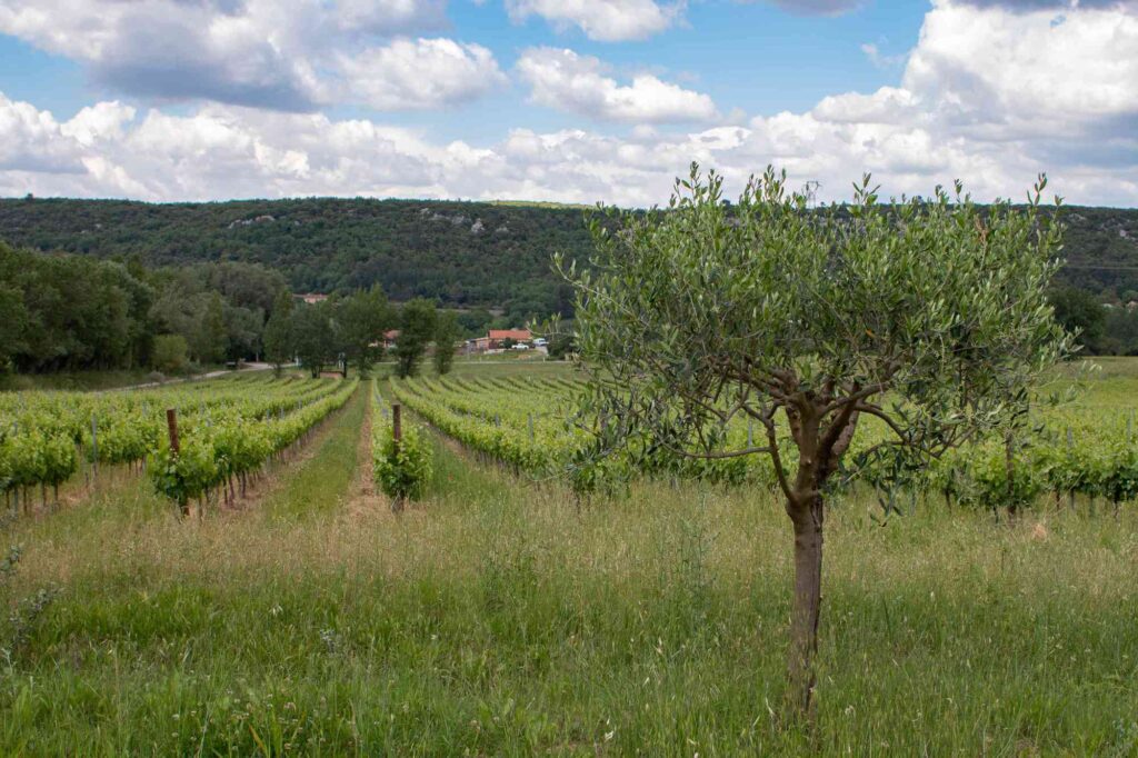 Sols couverts autour des parcelles et rangs enherbés / Sols vivants