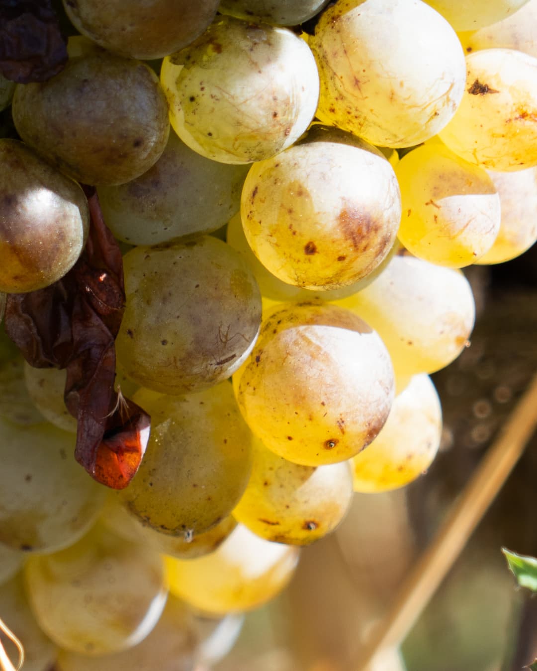 grappe de raisin blanc provence